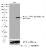 Phospho-TDP43 (Ser409, Ser410) Antibody in Western Blot (WB)