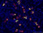 DYKDDDDK tag Antibody in Immunocytochemistry (ICC/IF)