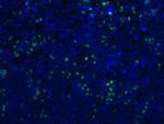 DYKDDDDK tag Antibody in Immunocytochemistry (ICC/IF)