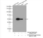 DYKDDDDK tag Antibody in Immunoprecipitation (IP)