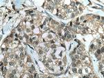 IkB Alpha Antibody in Immunohistochemistry (Paraffin) (IHC (P))