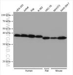 IkB Alpha Antibody in Western Blot (WB)