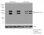 Phospho-JNK (Tyr185) Antibody in Western Blot (WB)