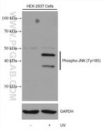 Phospho-JNK (Tyr185) Antibody in Western Blot (WB)