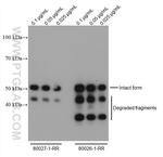 SARS-CoV-2 Nucleocapsid Phosphoprotein Antibody in Western Blot (WB)