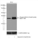 Phospho-ERK1/2 (Thr202, Tyr204) Antibody in Western Blot (WB)