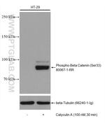 Phospho-Beta Catenin (Ser33) Antibody in Western Blot (WB)