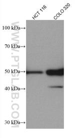 P53 Antibody in Western Blot (WB)
