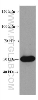 P53 Antibody in Western Blot (WB)