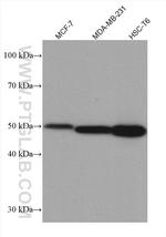 P53 Antibody in Western Blot (WB)