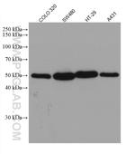 P53 Antibody in Western Blot (WB)