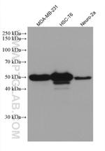 P53 Antibody in Western Blot (WB)