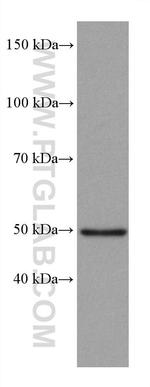 P53 Antibody in Western Blot (WB)