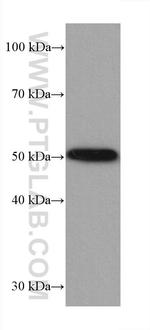 P53 Antibody in Western Blot (WB)
