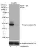 Phospho-JUN (Ser73) Antibody in Western Blot (WB)