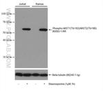 Phospho-MST1/MST2 (Thr183, Thr180) Antibody in Western Blot (WB)