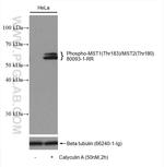 Phospho-MST1/MST2 (Thr183, Thr180) Antibody in Western Blot (WB)