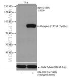 Phospho-STAT5A (Tyr694) Antibody in Western Blot (WB)