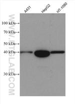 MAP2K3 Antibody in Western Blot (WB)