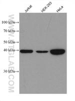 MAP2K3 Antibody in Western Blot (WB)