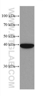 MAP2K3 Antibody in Western Blot (WB)