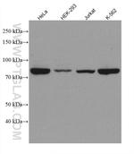 STAT3 Antibody in Western Blot (WB)