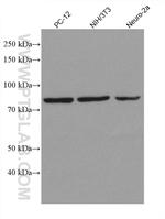 STAT3 Antibody in Western Blot (WB)