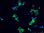 TMEM173/STING Antibody in Immunocytochemistry (ICC/IF)