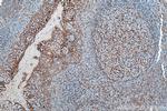 TMEM173/STING Antibody in Immunohistochemistry (Paraffin) (IHC (P))