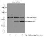 PARP1 Antibody in Western Blot (WB)