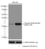Phospho-RPS6 (Ser236) Antibody in Western Blot (WB)
