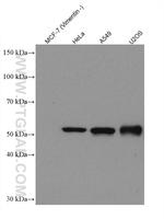 Vimentin Antibody in Western Blot (WB)