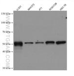 Vimentin Antibody in Western Blot (WB)