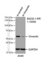 Vimentin Antibody in Western Blot (WB)