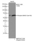 Phospho-SMAD1 (Ser195) Antibody in Western Blot (WB)