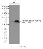 Phospho-SMAD1 (Ser195) Antibody in Western Blot (WB)