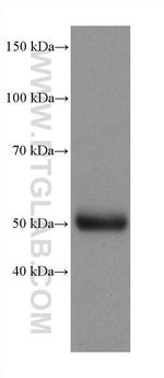TTYH1 Antibody in Western Blot (WB)