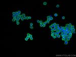 CD45 Antibody in Immunocytochemistry (ICC/IF)