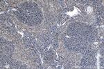 CD45 Antibody in Immunohistochemistry (Paraffin) (IHC (P))