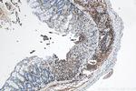 CD45 Antibody in Immunohistochemistry (Paraffin) (IHC (P))