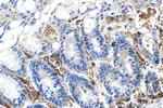 CD45 Antibody in Immunohistochemistry (Paraffin) (IHC (P))