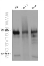 CD45 Antibody in Western Blot (WB)