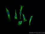 HSP90AB1 Antibody in Immunocytochemistry (ICC/IF)