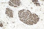 HSP90AB1 Antibody in Immunohistochemistry (Paraffin) (IHC (P))