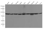 HSP90AB1 Antibody in Western Blot (WB)