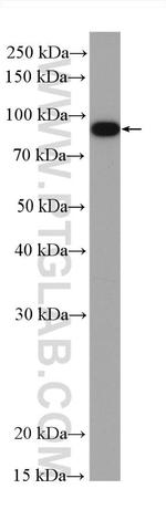 HSP90AB1 Antibody in Western Blot (WB)