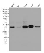 BCL2 Antibody in Western Blot (WB)