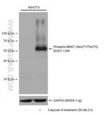 Phospho-MKK7 (Ser271, Thr275) Antibody in Western Blot (WB)