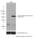 Phospho-MKK7 (Ser271, Thr275) Antibody in Western Blot (WB)