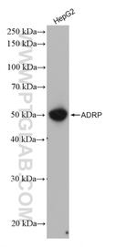 Perilipin-2 Antibody in Western Blot (WB)